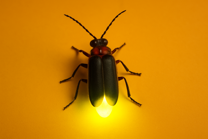 Makroaufnahme eines Glühwürmchens auf orange-gelbem Hintergrund, dessen Hinterleib gelbgrün leuchtet.